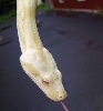 2004 Male striped Albino