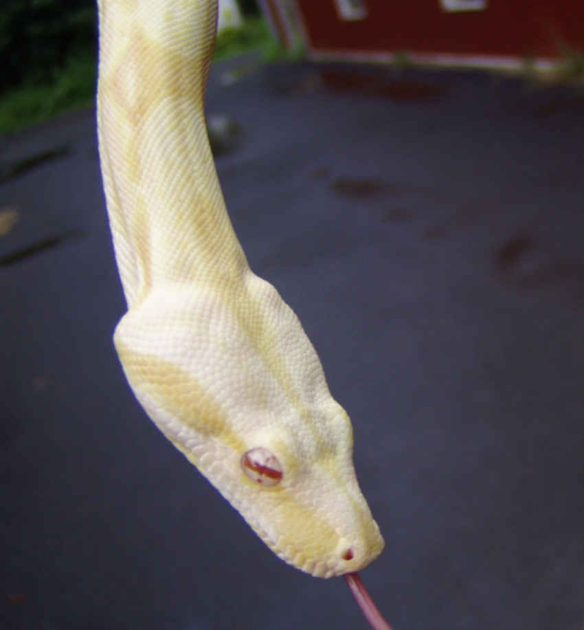 2004 Male striped Albino