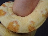 2004 striped albino boa