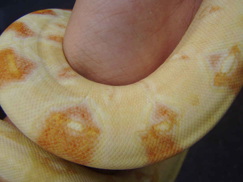 2004 striped albino boa