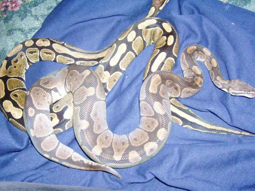 compairing 01 to 04 females