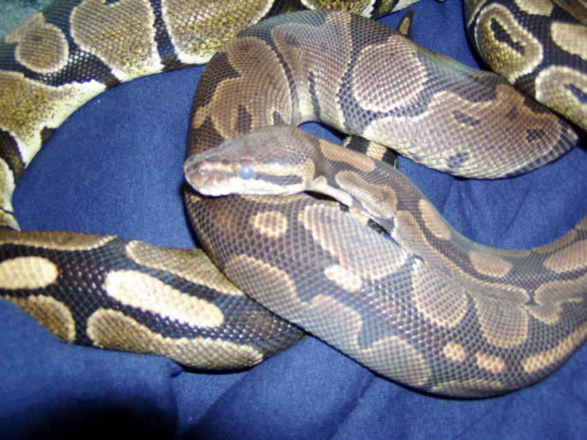 compairing 01 to 04 females