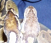 compairing 01 to 04 females