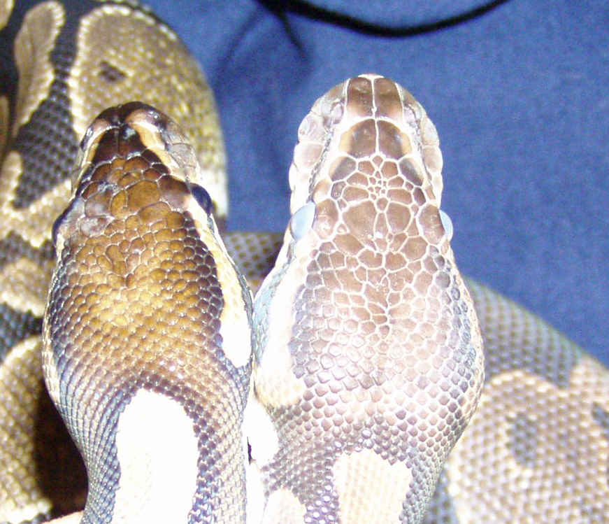 compairing 01 to 04 females