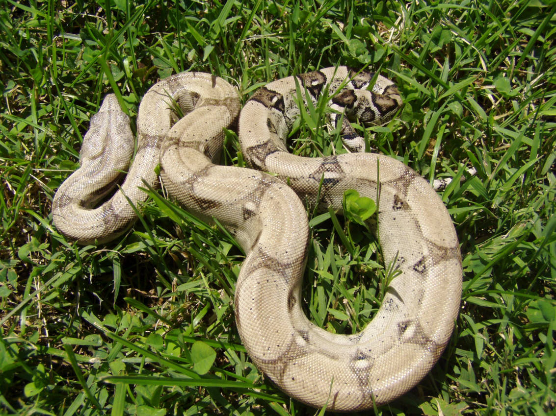 Anery Boa
