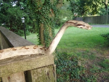 Cobra?