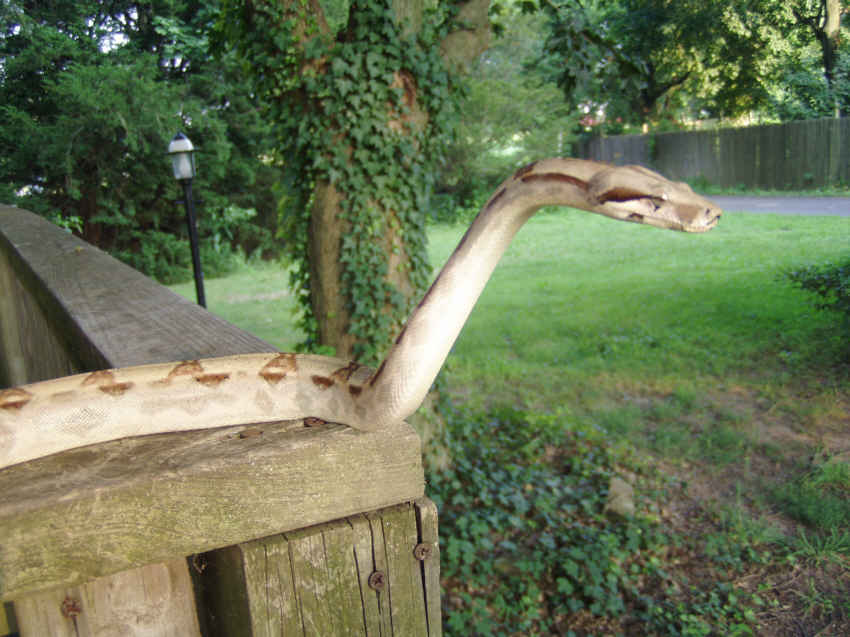 Cobra?