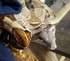 Pastel Het Albino