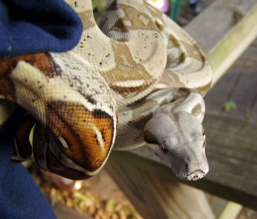 Pastel Het Albino