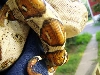 Pastel Het Albino