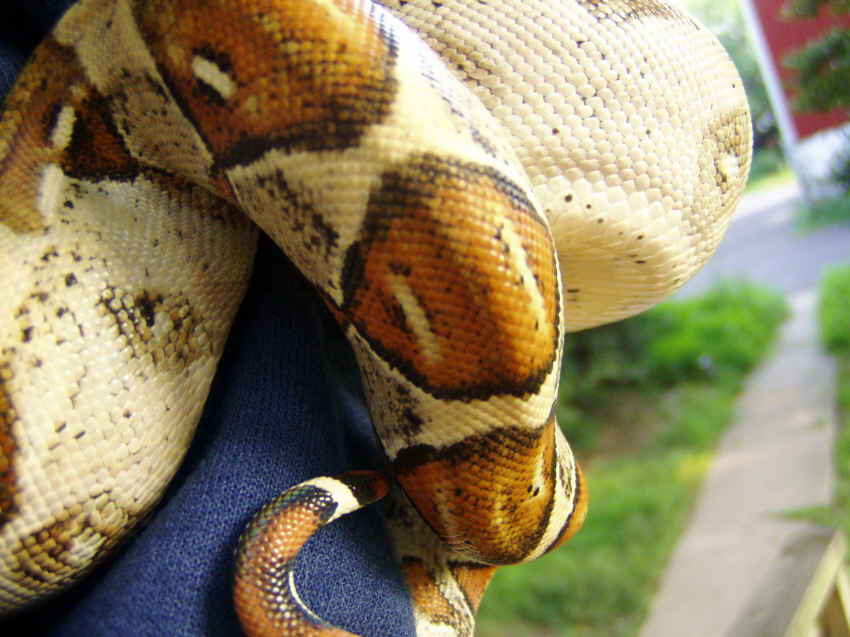Pastel Het Albino