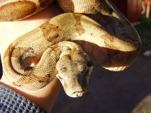 Salmon Hog Island X