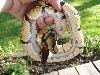 high yellow's belly