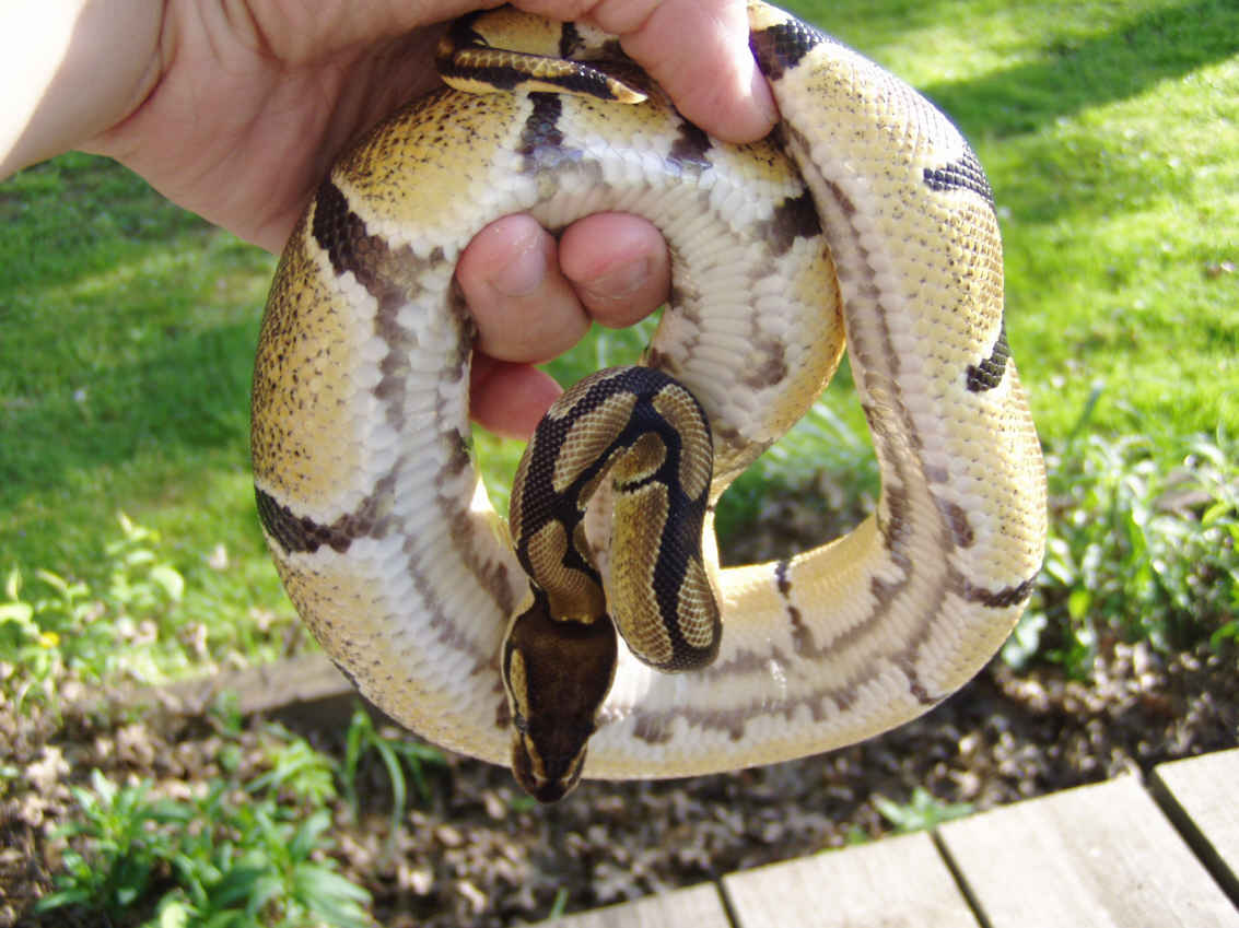high yellow's belly