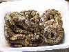 ball pythons