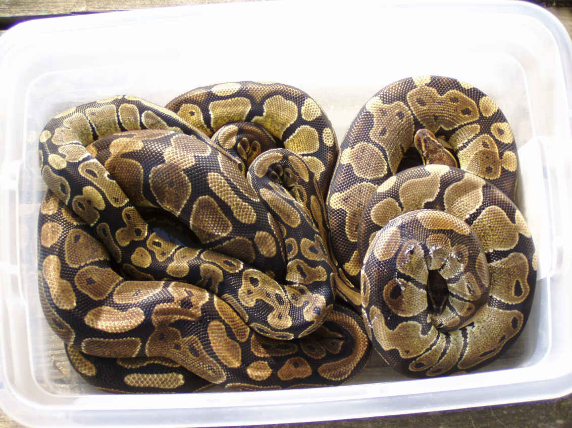 ball pythons