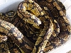 ball pythons