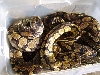 ball pythons