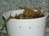 Female in her nest box