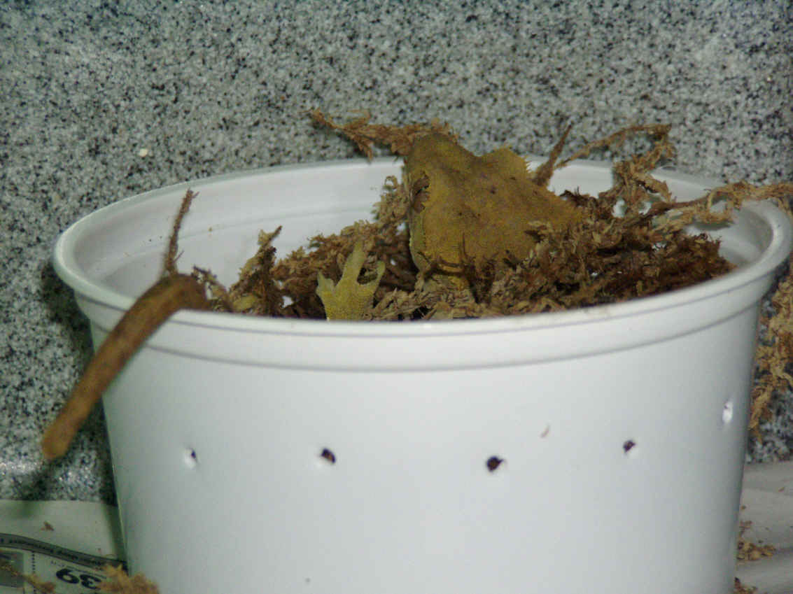 Female in her nest box