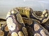 ball pythons