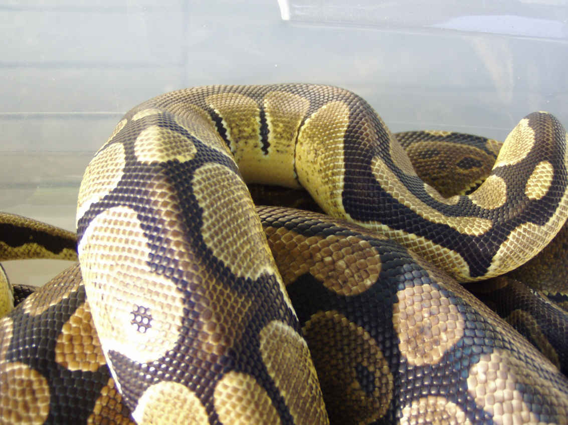 ball pythons