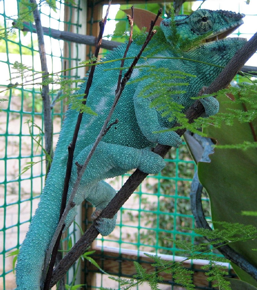 My Blue Boy