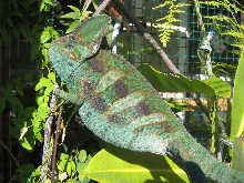 Blue green