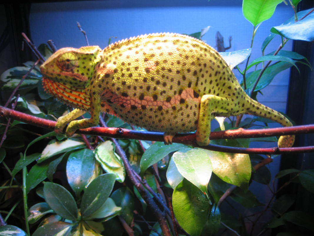 female Flapneck