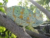 female veil