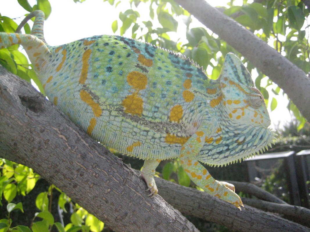 female veil