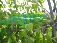 blue bar panther