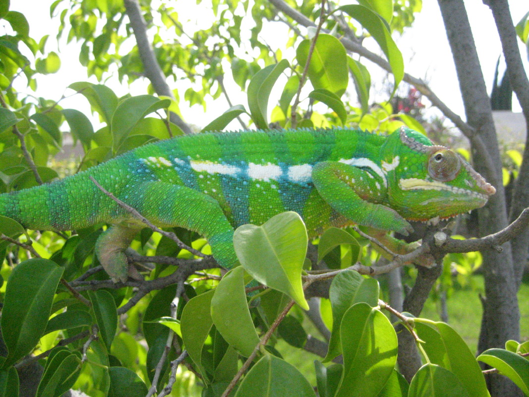 blue bar panther