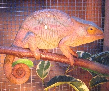 Parson