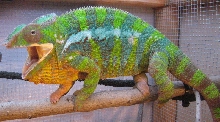Male Panther