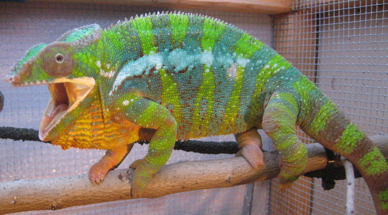 Male Panther