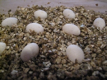 egg