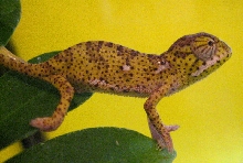 nf3