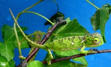 Blue background flapneck