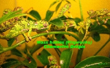Delipis babies