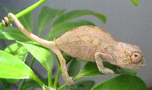 red bar female baby