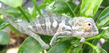 red bar male baby