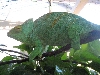 Female Parson