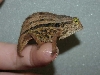 Pigmy