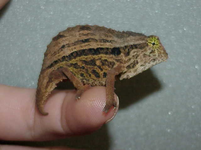 Pigmy