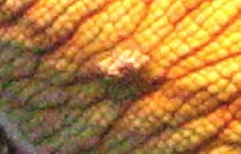 pox2