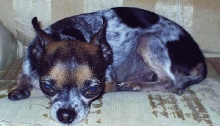 Cheech