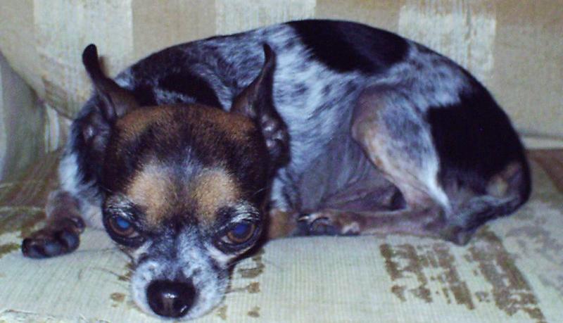 Cheech