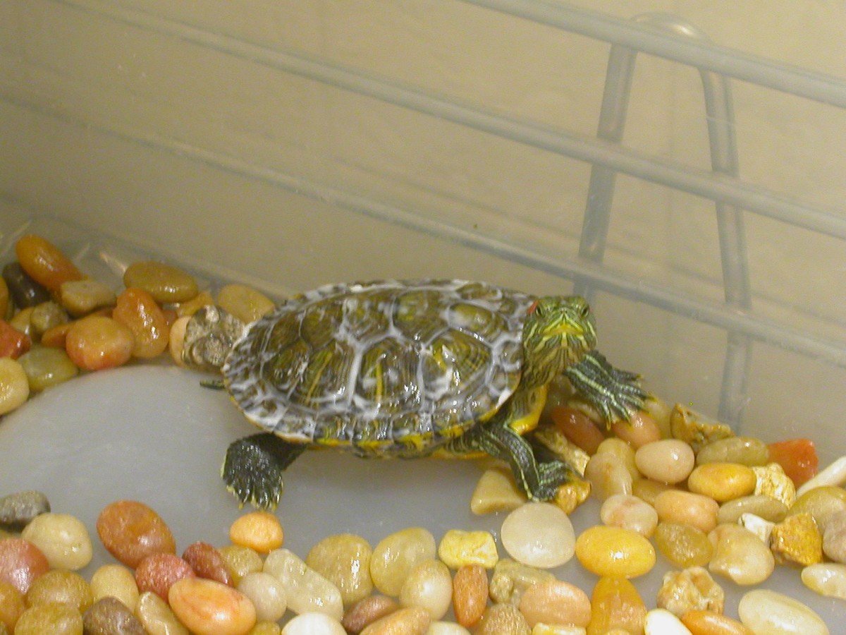 Celery no water in tank January 19 2003 B 1200 pixel width