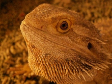 My female Beardie